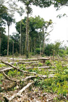 La selva tropical con su gran biodiversidad est� desapareciendo r�pidamente en el mundo, por la tala y quema llevada a cabo con el fin de transformarla en tierras dedicadas a la agricultura y la ganader�a extensiva.