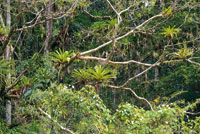 Sotobosque en la selva de inundaci�n.