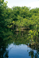 Durante la formaci�n de la Amazonia, los bosques de manglar fueron remplazados por vegetaci�n de selvas o sabanas predominantes de acuerdo con las fluctuaciones clim�ticas.
