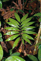 Las especies del g�nero Zamia, son algunas de las plantas m�s antiguas del planeta; un f�sil viviente que sobrevivi� en refugios h�medos de la selva. La mayor parte de las especies son end�micas y est�n en peligro cr�tico de extinci�n en su h�bitat natura