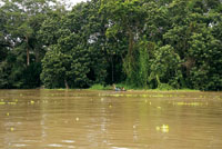 Vegetaci�n riparia en la ribera del r�o Amazonas.