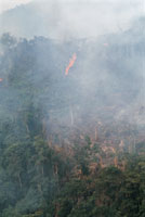 Los incendios representan una gran amenaza en la selva amaz�nica, degradan cientos de hect�reas y liberan toneladas de gases que contribuyen al calentamiento de la atm�sfera.