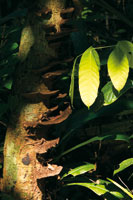 Un haz de luz provee la  energ�a necesaria en el piso de la selva. El reciclaje y uso �ptimo de nutrientes son procesos indispensables para mantener la exuberancia de la selva tropical.