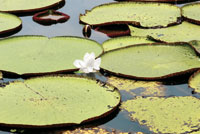 En los lagos de la Amazonia colombiana crece el loto m�s grande del mundo.