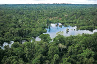 Un peque�o lago de aguas negras en el interior de la selva.
