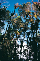 La atm�sfera siempre cargada de humedad favorece el desarrollo de diversas plantas epifitas que forman grandes masas de material vegetal suspendido en las copas de los �rboles