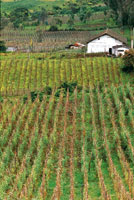 Campos de cultivo en el f�rtil Valle de Sibundoy.
