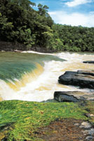 Los raudales y cachiveras rompen la continuidad de la navegaci�n y constituyen una barrera dif�cil de remontar para algunos mam�feros acu�ticos como el manat� amaz�nico.