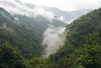 Selva nublada de alta monta�a en el ca��n del r�o Putumayo.