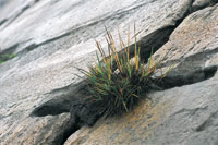 En las cumbres heladas del super- p�ramo se forman refugios en la roca que permiten el desarrollo de algunas gram�neas.