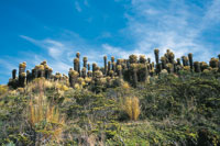 En la cordillera Central, en el Macizo Colombiano, crece gran variedad de frailejones, como el Espeletia hartwegiana, mientras que en los p�ramos de la vertiente amaz�nica s�lo se desarrollan tres especies.