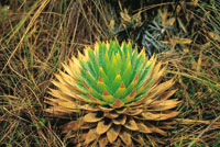 En el p�ramo, las plantas organizaron sus hojas en forma de roseta, como estrategia de adaptaci�n para captar mayor cantidad de agua y de energ�a solar y para proteger en el centro la yema de renovaci�n. La Eriocul�cea Paepalanthus columbiensis.
