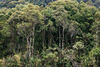 Bosque altoandino caracterizado por su baja altura y copas densas de aguacatillos, canelos de p�ramo y abundancia de epifitas y chusques o bamb�es. 
