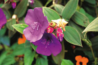 El �rbol del sietecueros, Tibouchina lepidota, Melastomat�cea que florece de manera masiva durante la temporada lluviosa, es muy apreciado por su le�a y la belleza de sus flores.