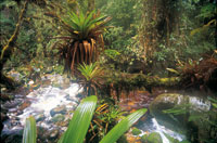 Selva riparia en una ca�ada muy h�meda de la vertiente amaz�nica, donde abundan epifitas como anturios y orqu�deas, y diversidad de bromelias y musgos.
