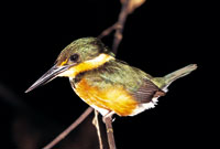 Las selvas de monta�a media o del piso subandino, son lugares de encuentro de gran diversidad de aves, que proceden, algunas del piedemonte andino y otras de la alta monta�a.