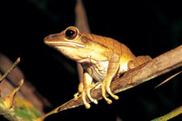 Rana Hyla lanciformis, de La Pedrera, Amazonas. Presenta grandes discos en la punta de los dedos, lo que le permite adherirse con facilidad a las superficies lisas de las hojas. Actualmente en todas las selvas tropicales se presenta la desaparici�n aceler