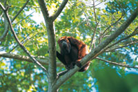 Mono aullador o araguato, Alouatta palliata, especie que tiene un amplio rango de distribuci�n en la Amazonia y el piedemonte andino.
