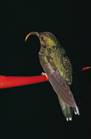 Algunas especies de colibr�es como el hermita�o, 
Phaethornis sp., adaptaron su pico para polinizar las heliconias.  
