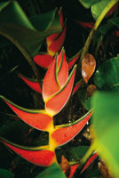 Flor del platanillo, Heliconia wagneriana, cuyos colores llamativos atraen a los colibr�es que son sus polinizadores en el sotobosque.
