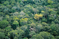 El dosel de la selva amaz�nica conforma un mosaico, bajo el cual habita la mayor diversidad de especies de fauna y flora del planeta. 

