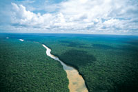 Paisaje de la planicie amaz�nica.