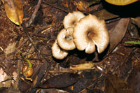 La exuberancia de la selva se basa en el reciclaje de la materia org�nica, que cubre la superficie del suelo, proceso que se lleva a cabo con la ayuda de la humedad y los microorganismos.