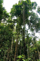 El bejuco yar�, Heteropsis spruceana, descuelga desde el dosel largas ra�ces muy resistentes, que son utilizadas en artesan�as y como amarres en la construcci�n de viviendas.