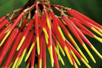 La asombrosa diversidad vegetal de la regi�n, se aprecia en la gran variedad de formas, colores y texturas de las flores y los reto�os de las plantas.