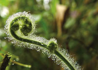 La asombrosa diversidad vegetal de la regi�n, se aprecia en la gran variedad de formas, colores y texturas de las flores y los reto�os de las plantas.