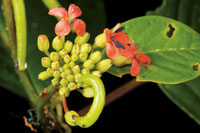 La asombrosa diversidad vegetal de la regi�n, se aprecia en la gran variedad de formas, colores y texturas de las flores y los reto�os de las plantas.