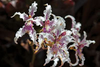 La asombrosa diversidad vegetal de la regi�n, se aprecia en la gran variedad de formas, colores y texturas de las flores y los reto�os de las plantas.