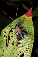 Un colorido saltamontes sobre la hoja de una gesneri�cea, cuyo �pice se caracteriza por la coloraci�n roja.