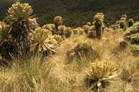 Frailejonal en el p�ramo del macizo de Tatam�.