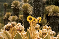 Los frailejones, las plantas hep�ticas y los musgos son elementos dominantes de la vegetaci�n del p�ramo.