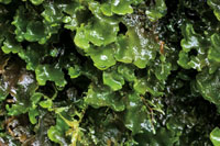 Los frailejones, las plantas hep�ticas y los musgos son elementos dominantes de la vegetaci�n del p�ramo.