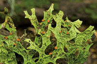 Los frailejones, las plantas hep�ticas y los musgos son elementos dominantes de la vegetaci�n del p�ramo.