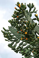 Cactus o penca Opuntia sp., elemento caracter�stico del enclave seco del ca��n del r�o Dagua.