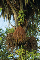 Los frutos de muchas palmas son fuente de alimento para el hombre y para una gran cantidad de especies de fauna silvestre.