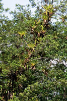 Las grandes bromelias que crecen sobre los mangles, almacenan agua lluvia en las cisternas que forman sus hojas, posibilitando as� la existencia de insectos y anfibios que no toleran el ambiente salino del manglar.