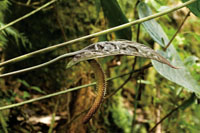 Una porci�n importante de la diversidad vegetal del Choc� Biogeogr�fico est� representada por las plantas ep�fitas.