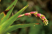 Una porci�n importante de la diversidad vegetal del Choc� Biogeogr�fico est� representada por las plantas ep�fitas.
