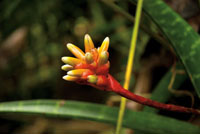 Una porci�n importante de la diversidad vegetal del Choc� Biogeogr�fico est� representada por las plantas ep�fitas.