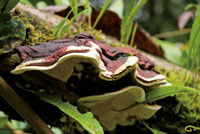 Una porci�n importante de la diversidad vegetal del Choc� Biogeogr�fico est� representada por las plantas ep�fitas.