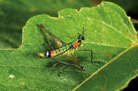 Alrededor del 40% de las especies de aves del Choc� Biogeogr�fico se alimenta de insectos, lo que refleja la enorme diversidad de la entomofauna.