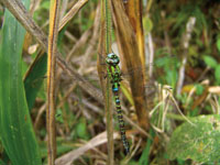 Alrededor del 40% de las especies de aves del Choc� Biogeogr�fico se alimenta de insectos, lo que refleja la enorme diversidad de la entomofauna.