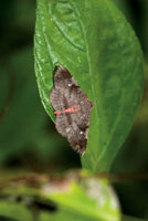 Alrededor del 40% de las especies de aves del Choc� Biogeogr�fico se alimenta de insectos, lo que refleja la enorme diversidad de la entomofauna.