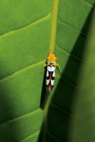 Alrededor del 40% de las especies de aves del Choc� Biogeogr�fico se alimenta de insectos, lo que refleja la enorme diversidad de la entomofauna.