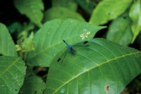 Alrededor del 40% de las especies de aves del Choc� Biogeogr�fico se alimenta de insectos, lo que refleja la enorme diversidad de la entomofauna.