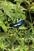 Alrededor del 40% de las especies de aves del Choc� Biogeogr�fico se alimenta de insectos, lo que refleja la enorme diversidad de la entomofauna.